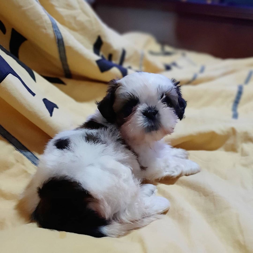 shih tzu puppy for sale shih tzu puppy for sale