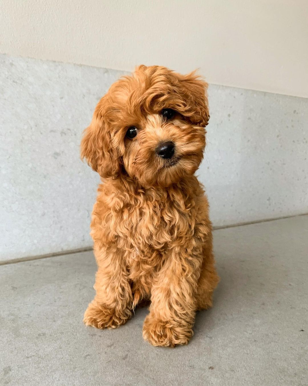 Cavapoo puppies for sale new jersey Cavapoo puppies for sale new jersey