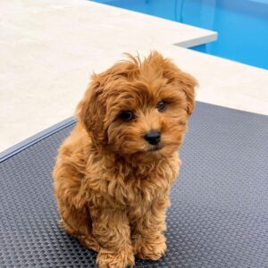 Cavapoo puppies for sale new jersey