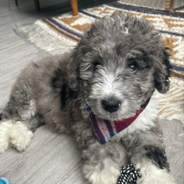 Cavapoos puppies for sale