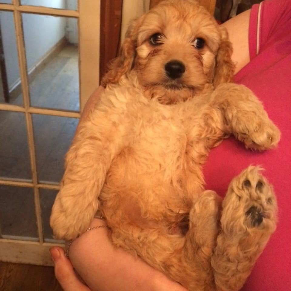 cavapoo puppies for sale cheap cavapoo puppies for sale cheap