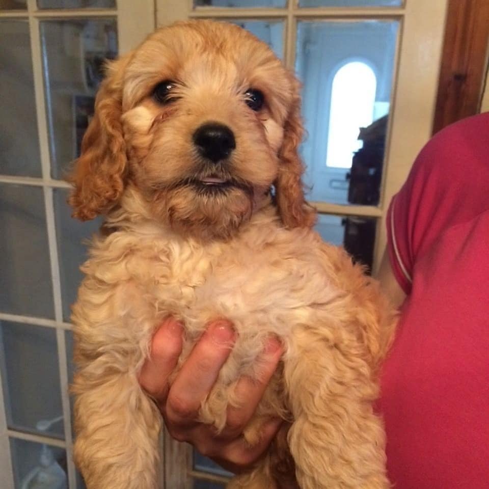 registeredcavapoopuppies_1639433106173844