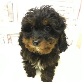 cavapoos for sale near me cavapoos for sale near me