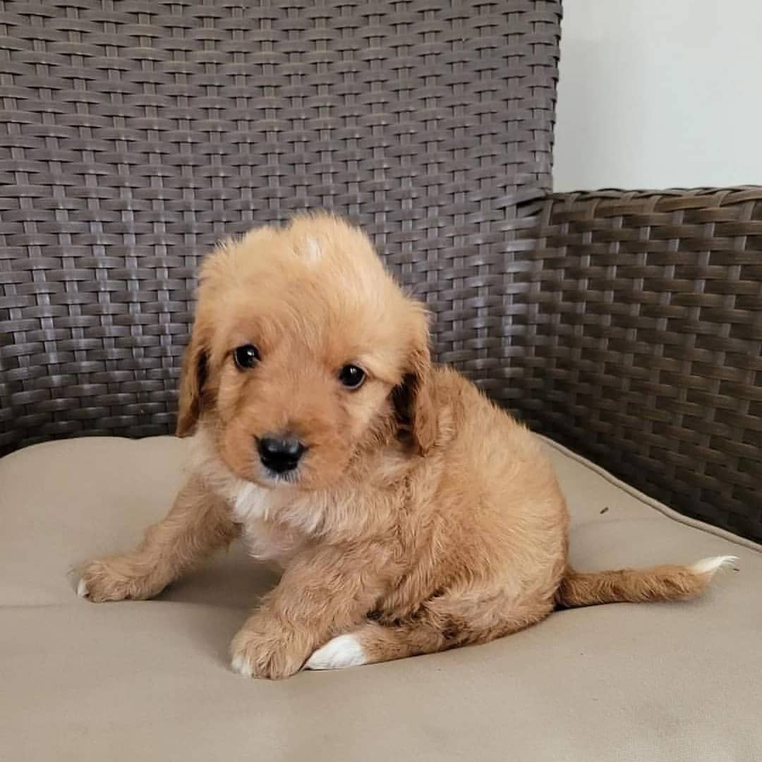 cavapoos for sale los angeles cavapoos for sale los angeles