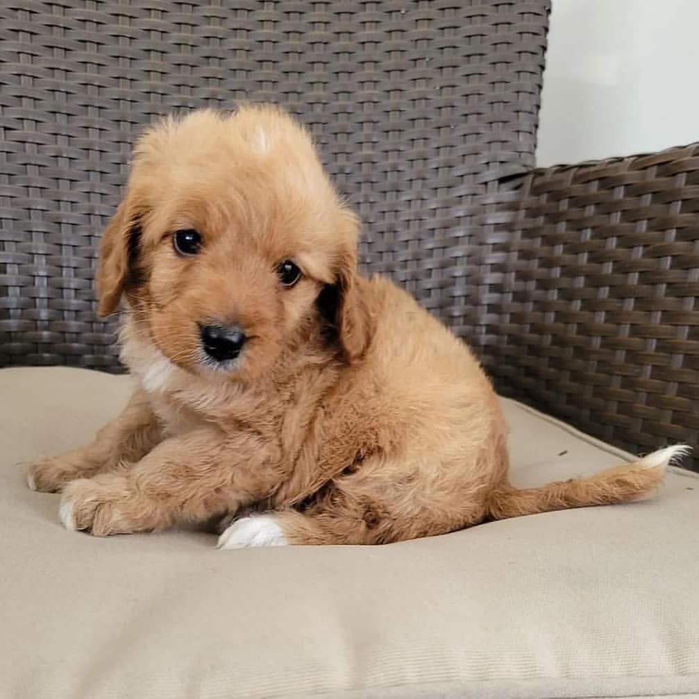 registeredcavapoopuppies_1639433192380644