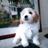 cavapoos for sale in florida