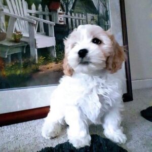 cavapoos for sale in florida