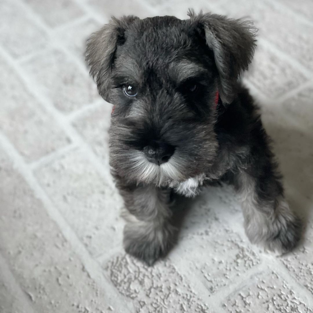 mini schnauzer puppy for sale mini schnauzer puppy for sale
