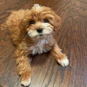 Cavapoo puppies for sale california Cavapoo puppies for sale california