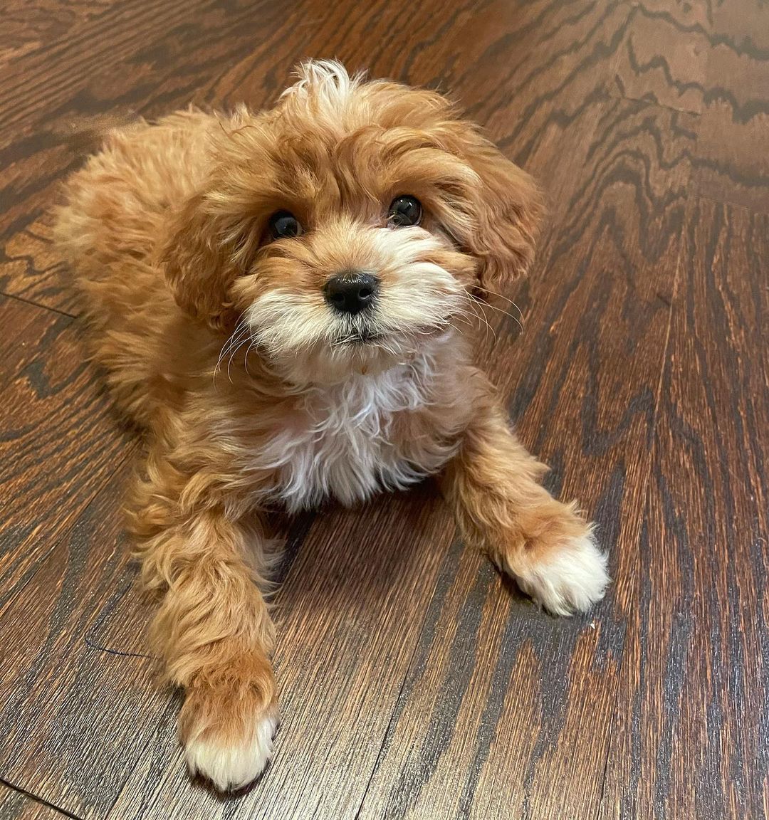 Cavapoo puppies for sale california Cavapoo puppies for sale california