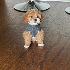 Cavapoo puppies for sale california