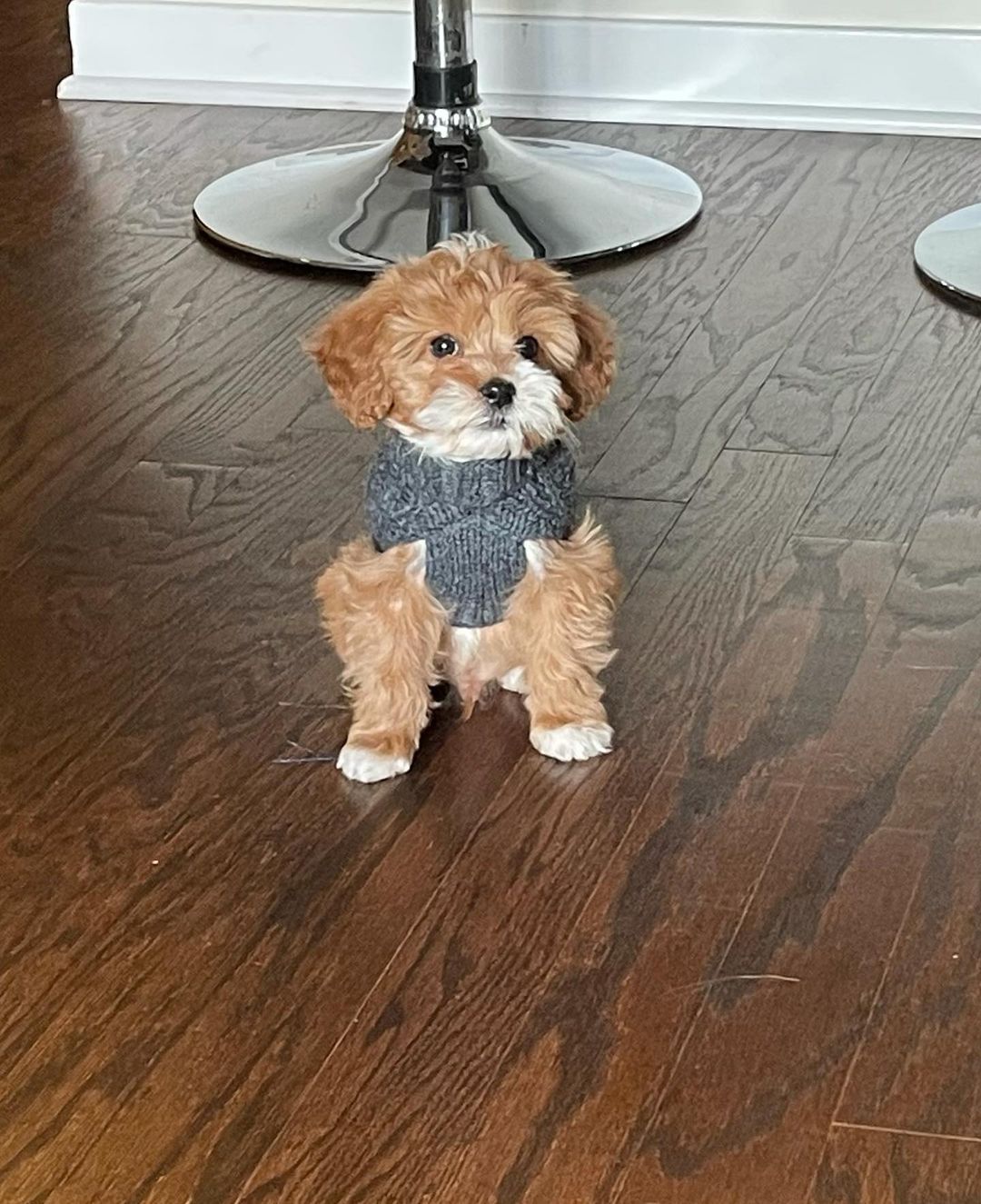 Cavapoo puppies for sale california Cavapoo puppies for sale california