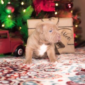 red nose pitbull for sale red nose pitbull for sale