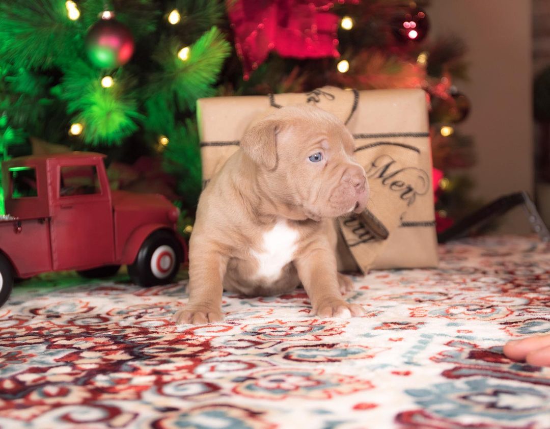 red nose pitbull for sale red nose pitbull for sale