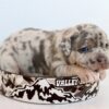 blue nose pitbull puppies for sale