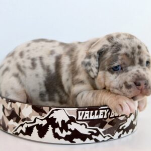 blue nose pitbull puppies for sale
