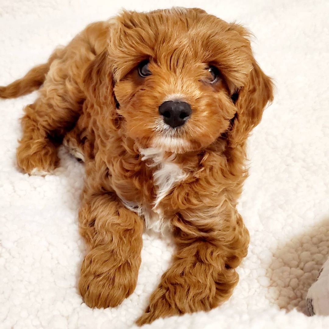 cavapoo puppies nc cavapoo puppies nc