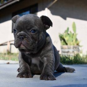 french bulldog adoption french bulldog adoption