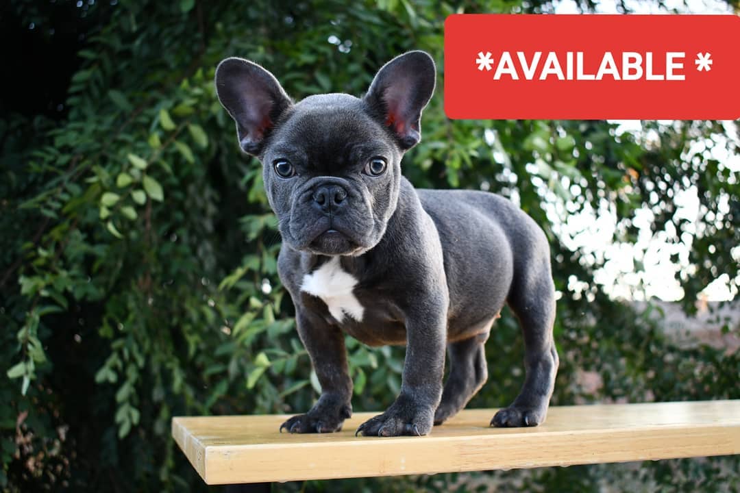 buy french bulldog near me/Buy french bulldog buy french bulldog near me/Buy french bulldog