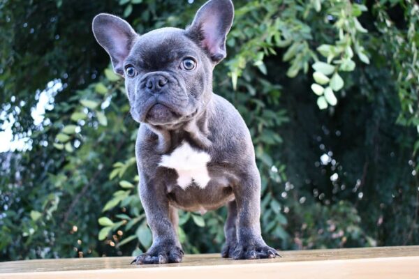 buy french bulldog near me/Buy french bulldog