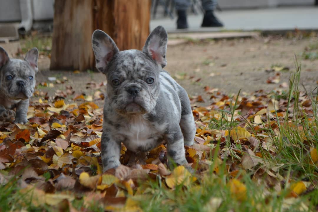 buy a French bulldog buy a French bulldog