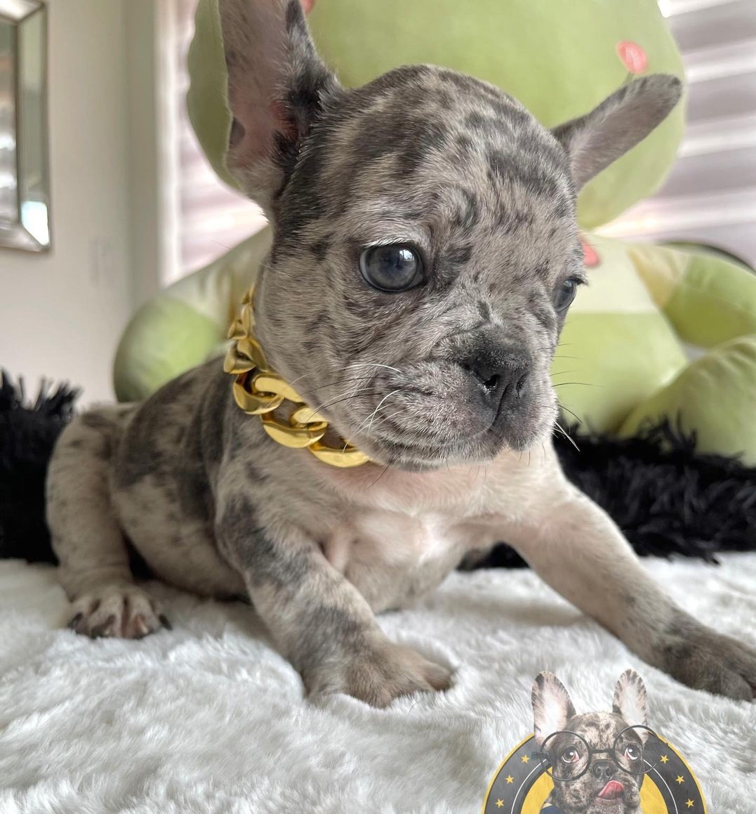 Teacup frenchies Teacup frenchies