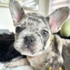 Teacup frenchies