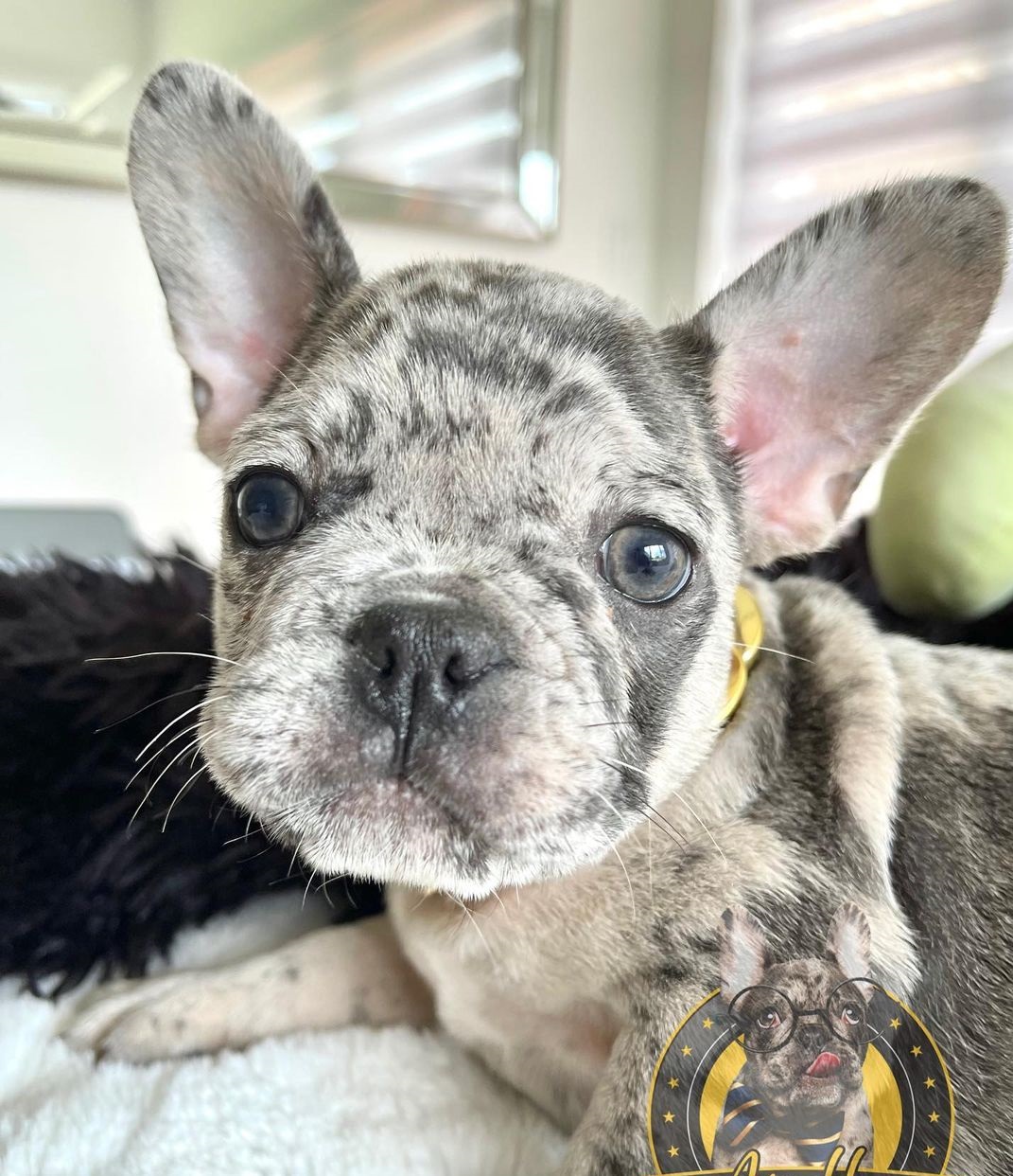 Teacup frenchies Teacup frenchies
