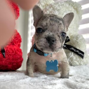Where to buy a french bulldog