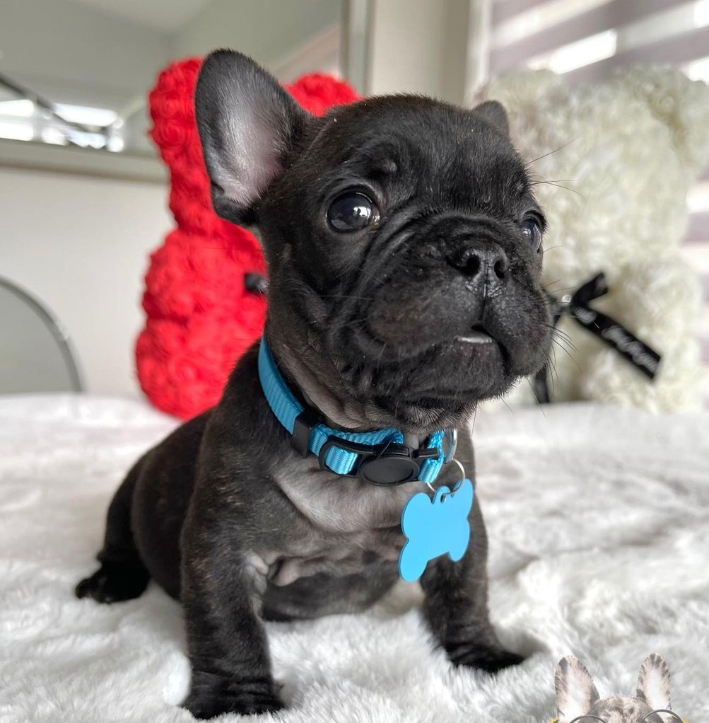french bulldog for sale sacramento french bulldog for sale sacramento