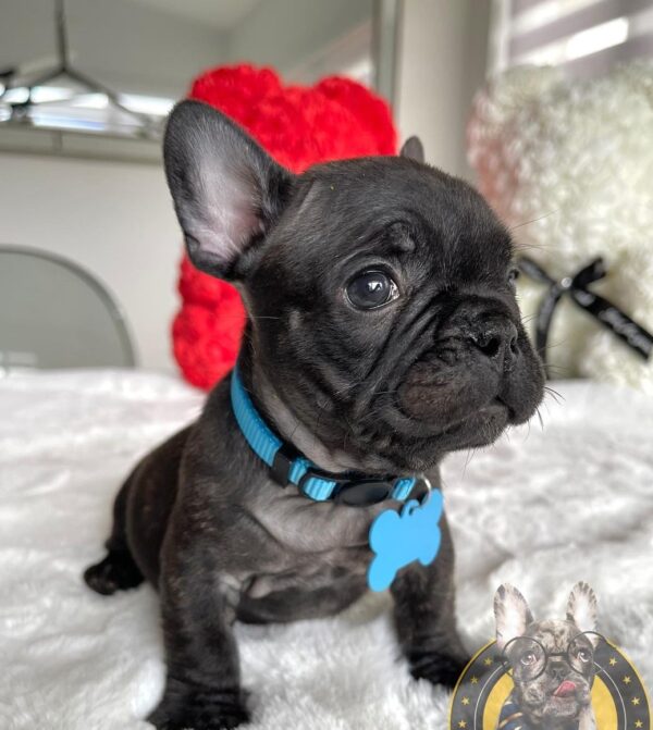 french bulldog for sale sacramento