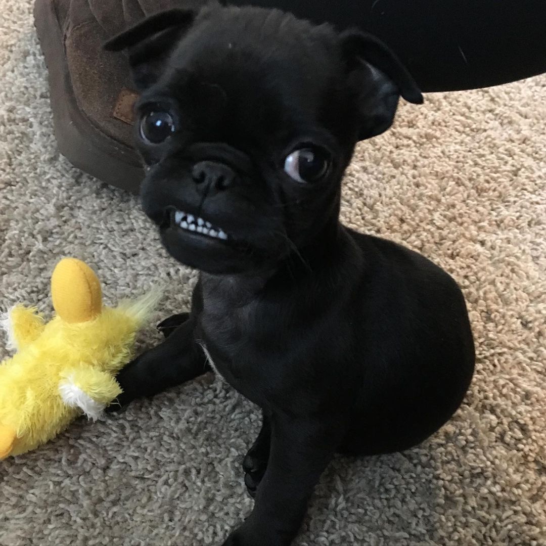 Black pugs for sale near me Black pugs for sale near me
