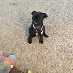 Black pugs for sale near me