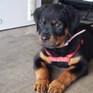 rottweiler dog for sale