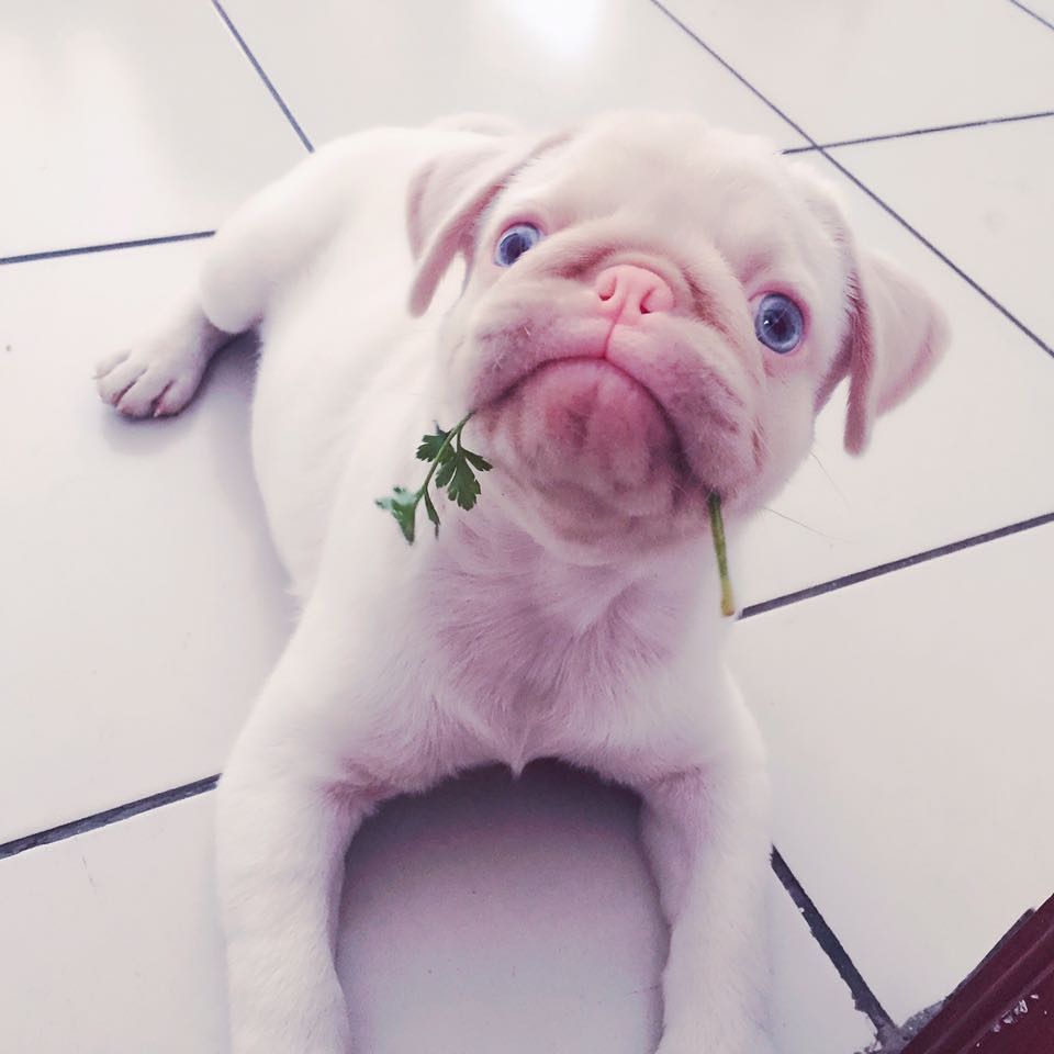 chicomarupug_1641848853696684