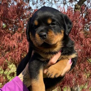 rottweiler puppies for sale craigslist
