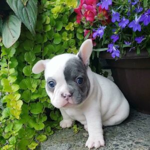 Cheap french bulldog puppies for sale