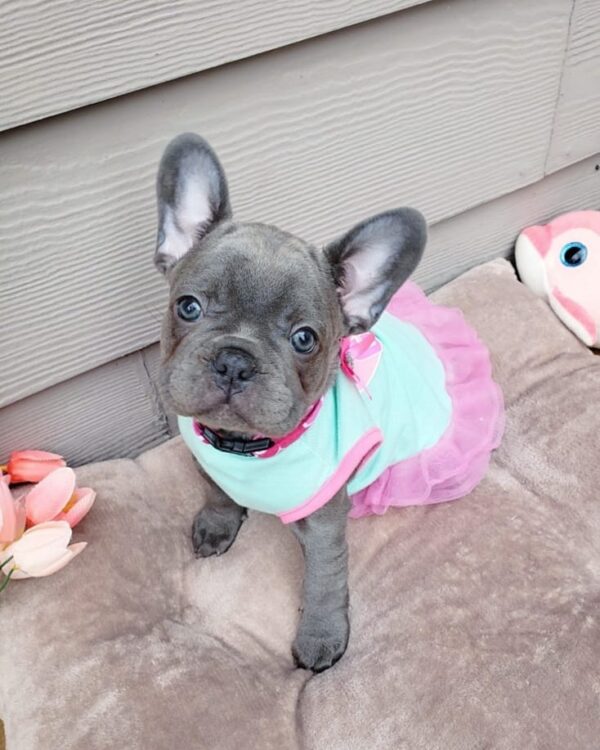 French bulldog for sale maryland