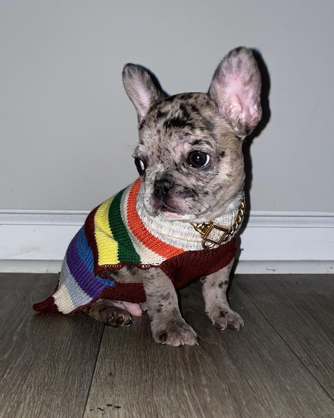 French bulldog puppies for sale California French bulldog puppies for sale California