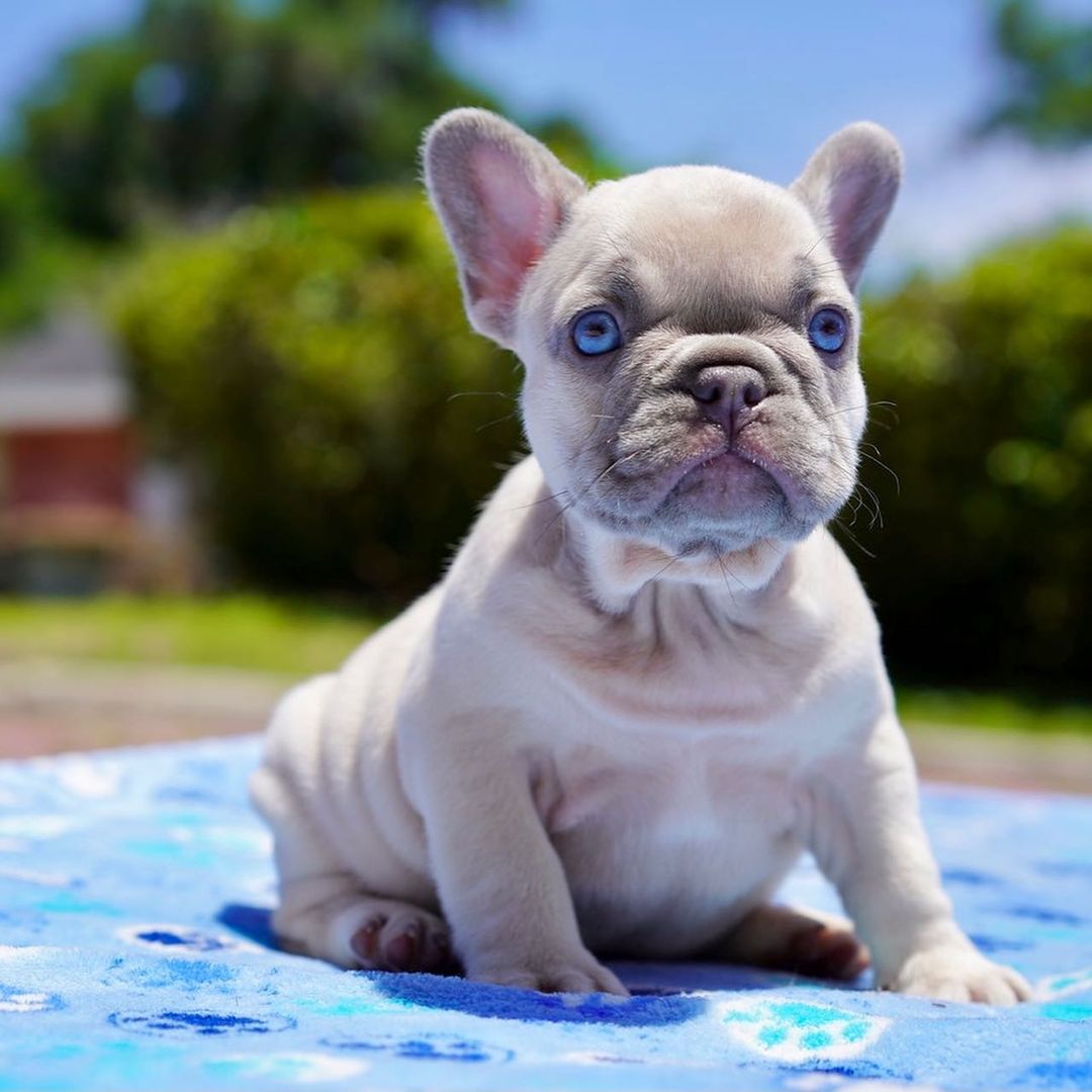 French bulldog dogs for sale French bulldog dogs for sale