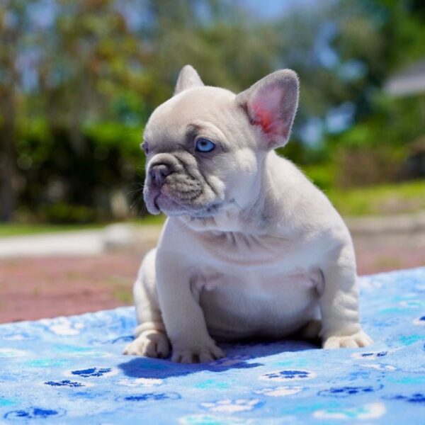 French bulldog dogs for sale