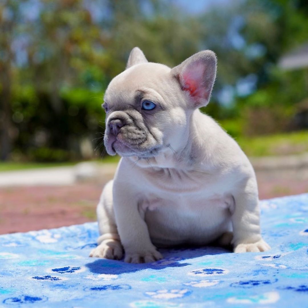 French bulldog dogs for sale French bulldog dogs for sale