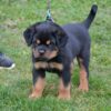 craigslist dogs for sale by owner