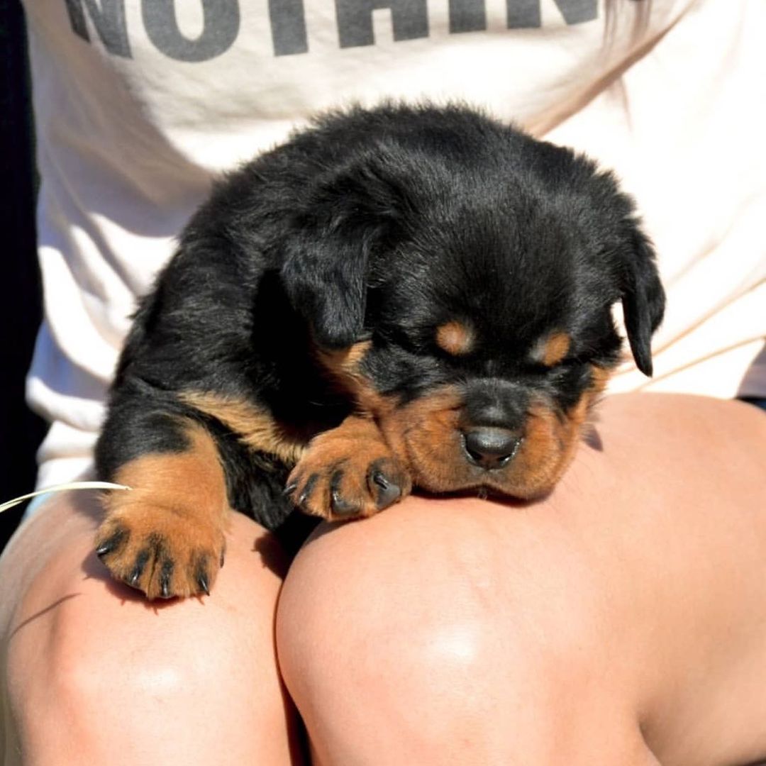 javier_rottweiller_puppy_1641985430630988