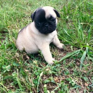 Cheap pug puppies for sale