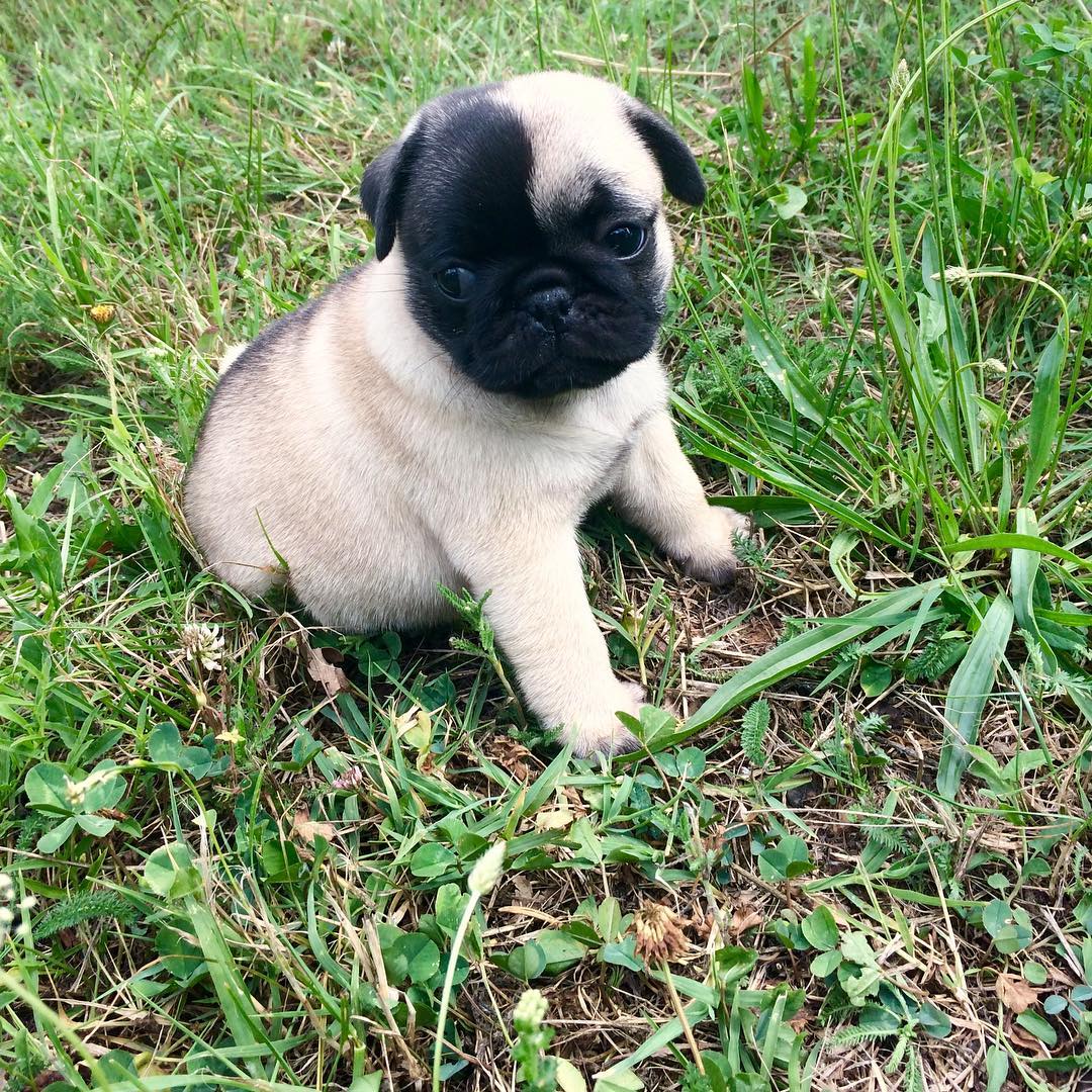 Cheap pug puppies for sale Cheap pug puppies for sale