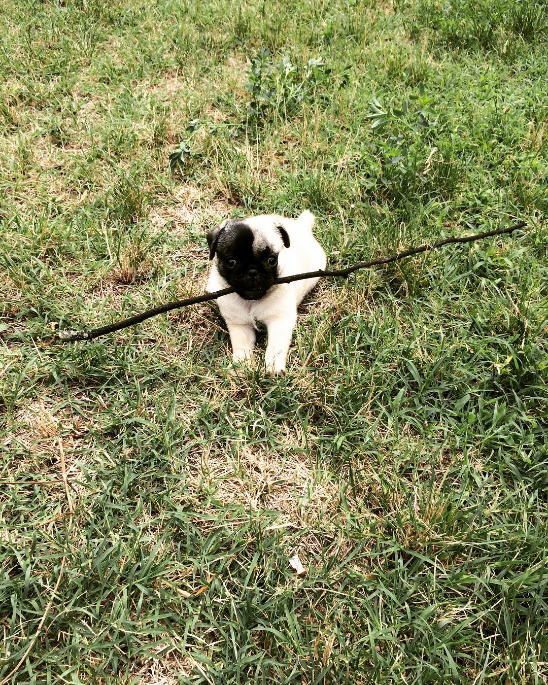 Cheap pug puppies for sale Cheap pug puppies for sale