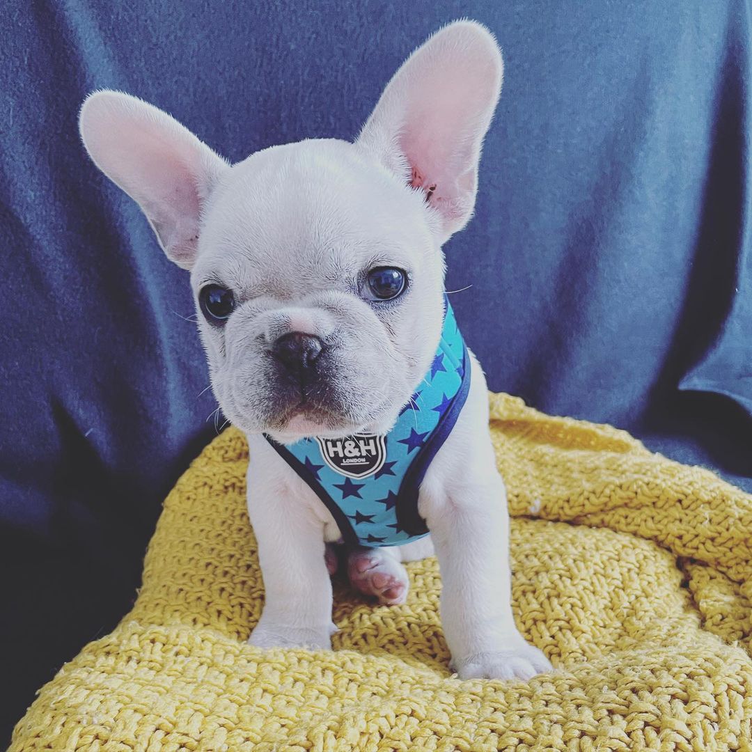 affordable french bulldog puppies affordable french bulldog puppies