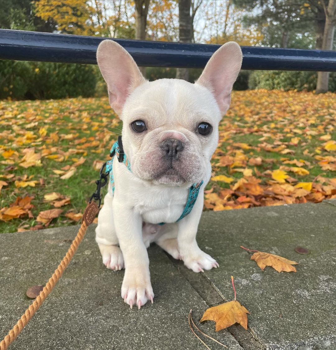 affordable french bulldog puppies affordable french bulldog puppies