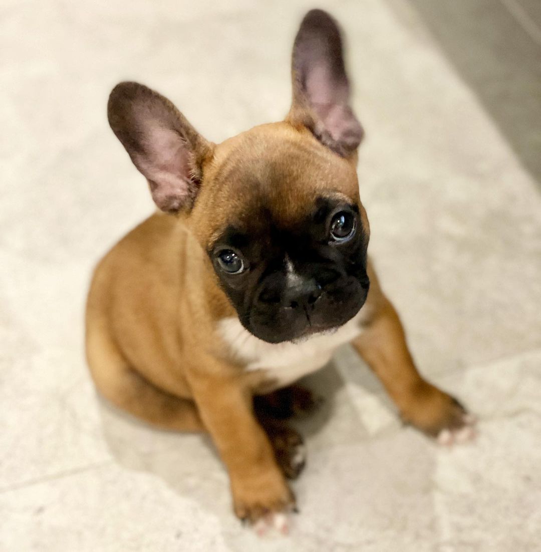 mini french bulldog near me mini french bulldog near me